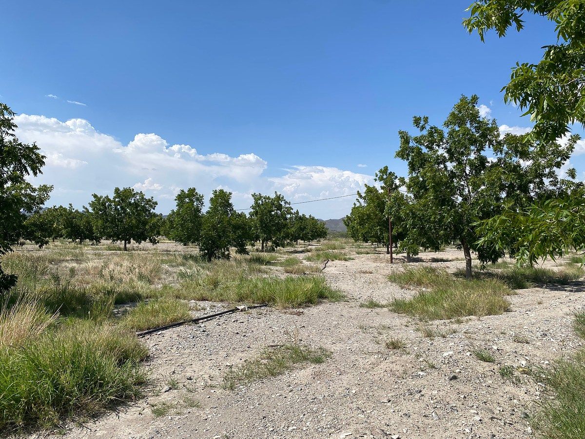 Huerta en Cerro Colorado, Parras, foto 8 de 12