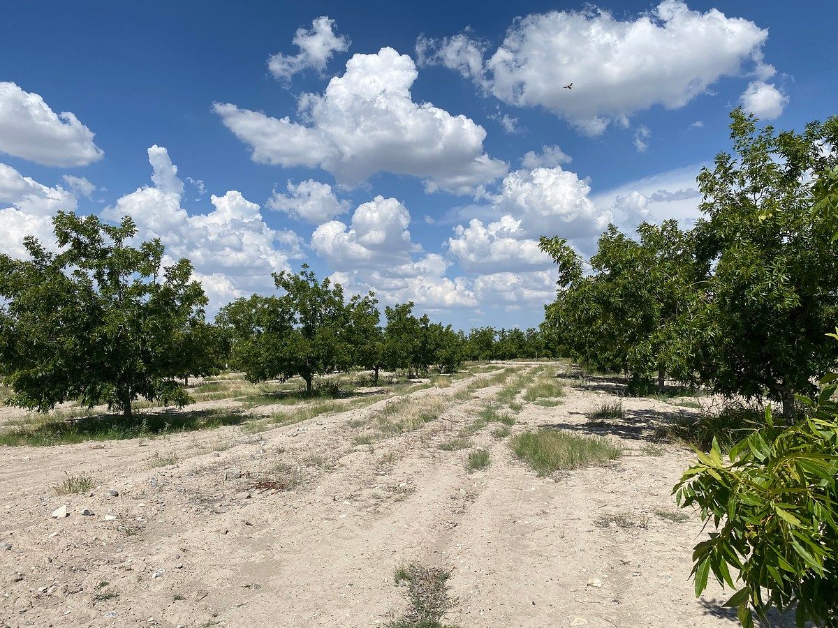 Huerta en Cerro Colorado, Parras, foto 9 de 12