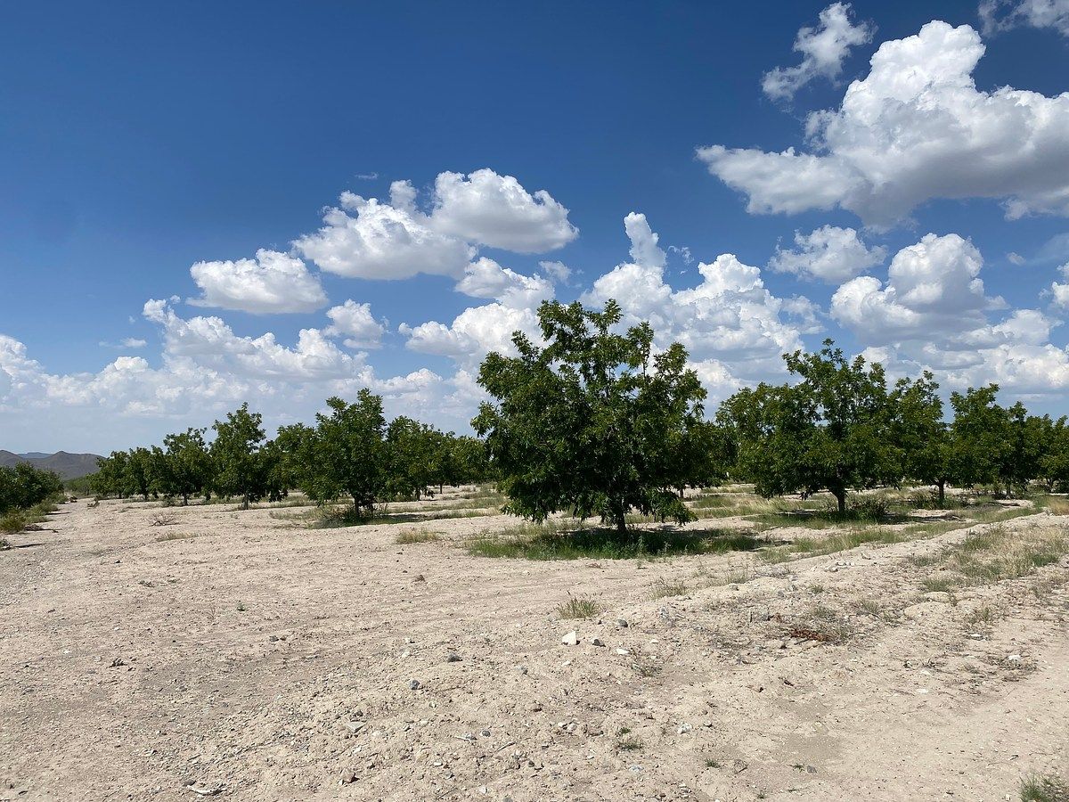Huerta en Cerro Colorado, Parras, foto 10 de 12