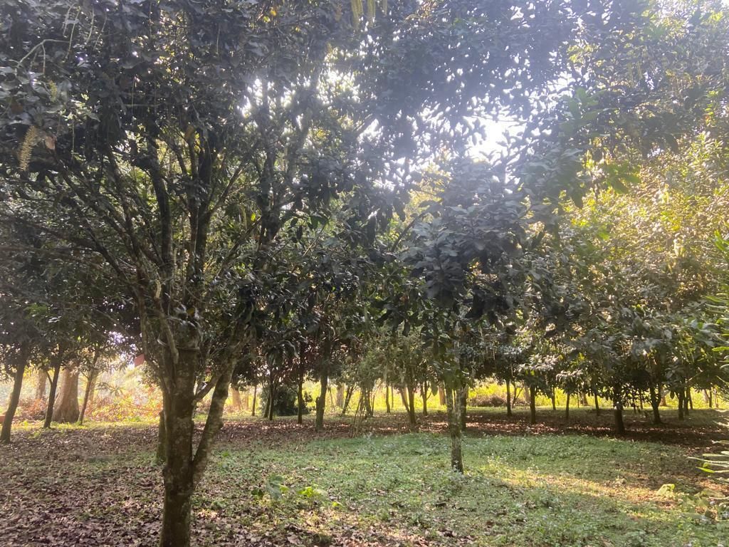 4 de 26