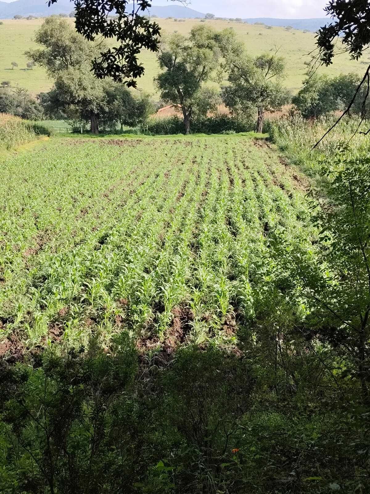 5 de 10