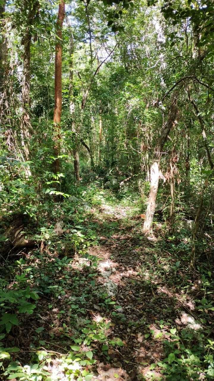 TERRENO SOBRE CARRETERA  CHEMAX-COBA, foto 1 de 11
