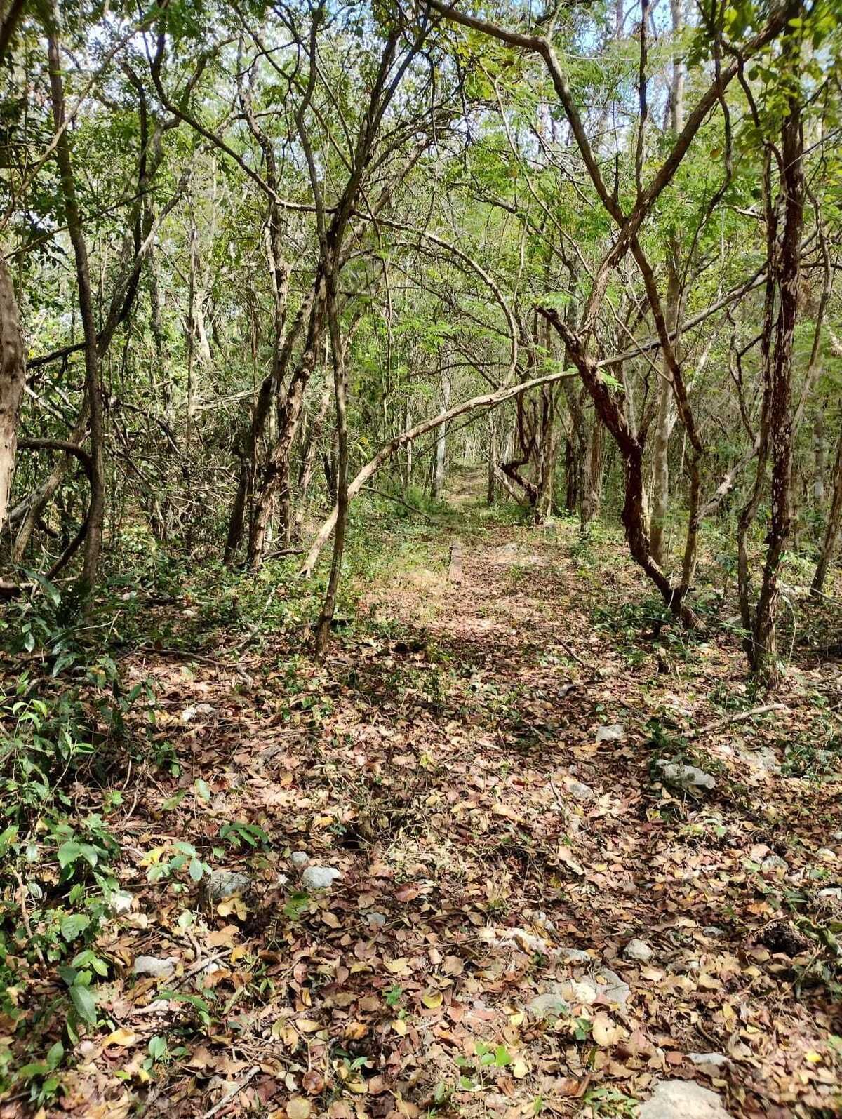 Terreno en Chemax, Chemax, foto 4 de 11