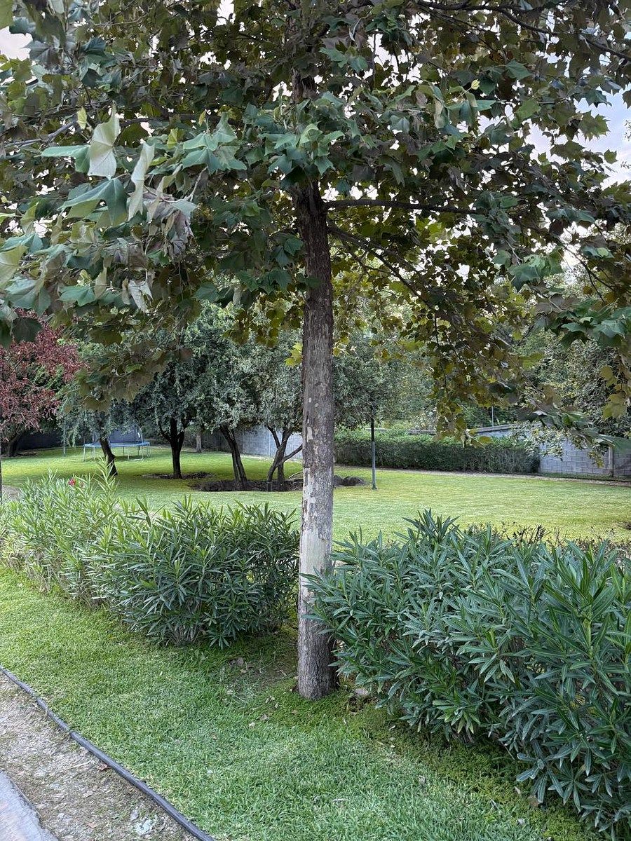 ÁREA COMÚN DE LA COLONIA, photo 5 of 31