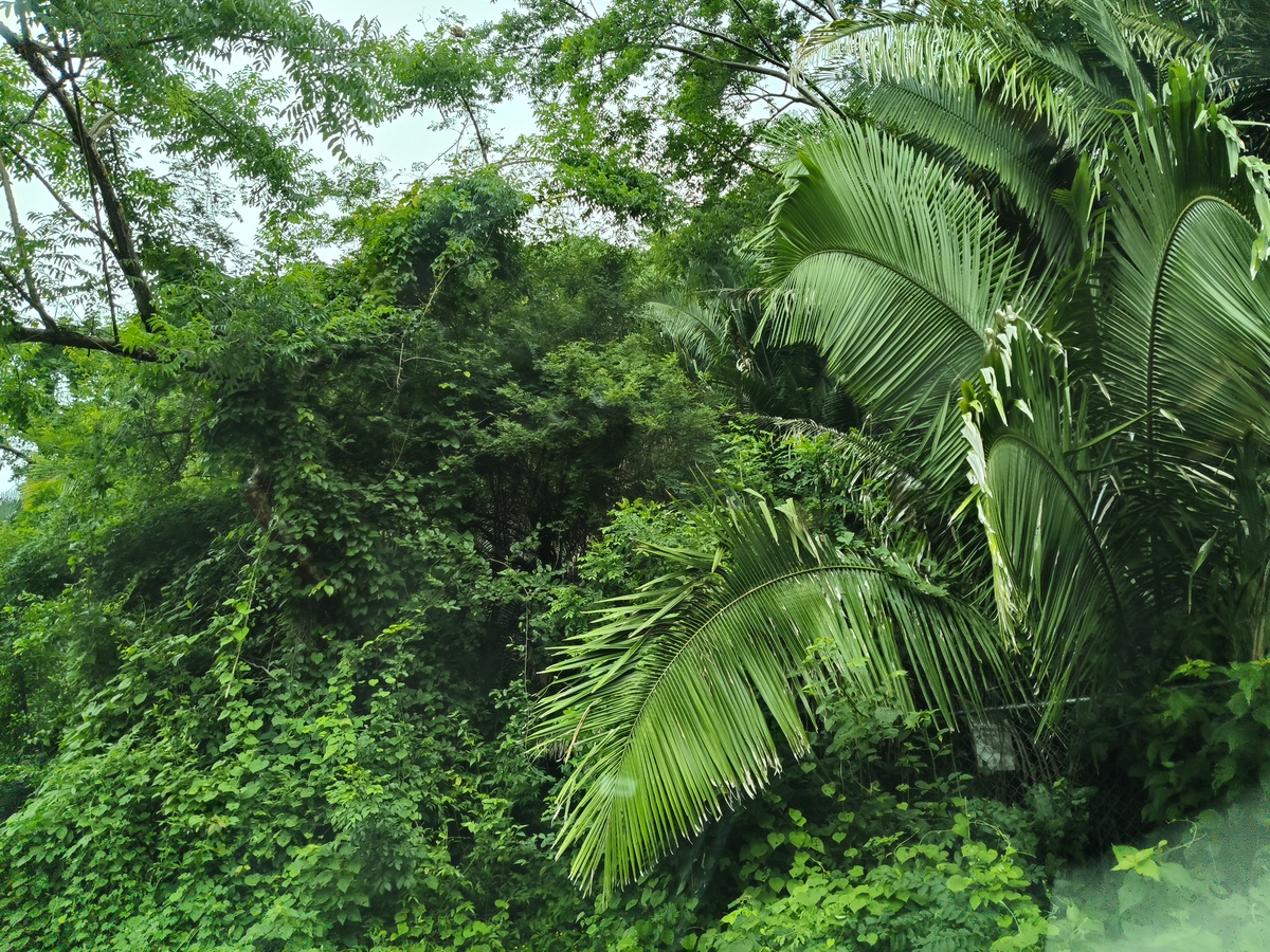 12 de 21: Naturaleza cerca de los dos lotes