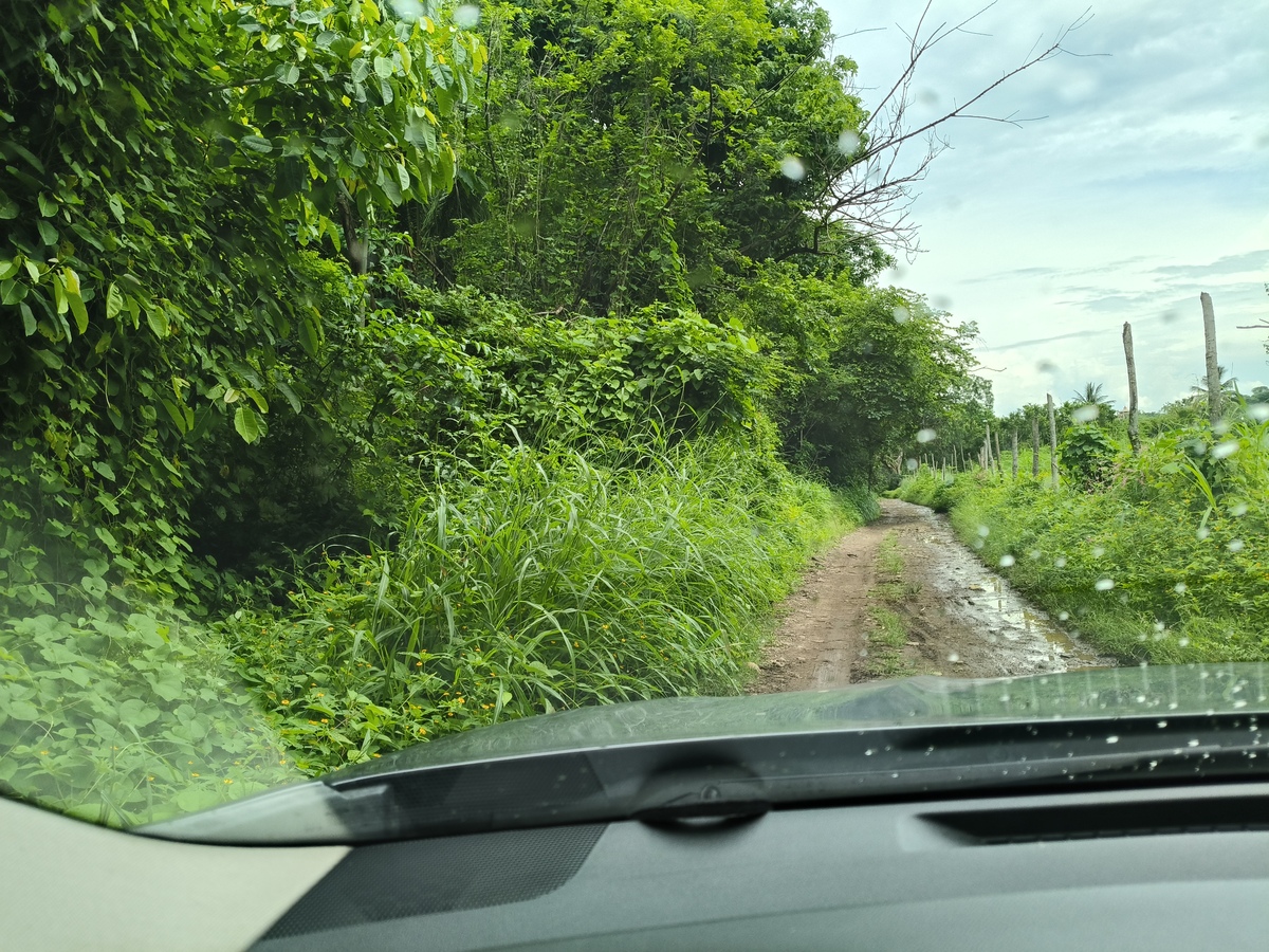 14 de 21: Acceso con mucha vegetación