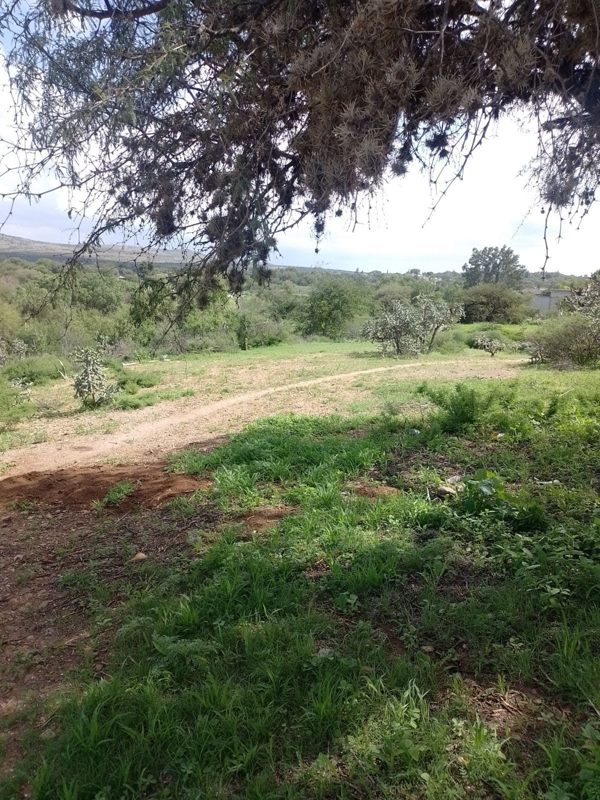 Super land for sale in Dolores 3.9204 HRS ECC