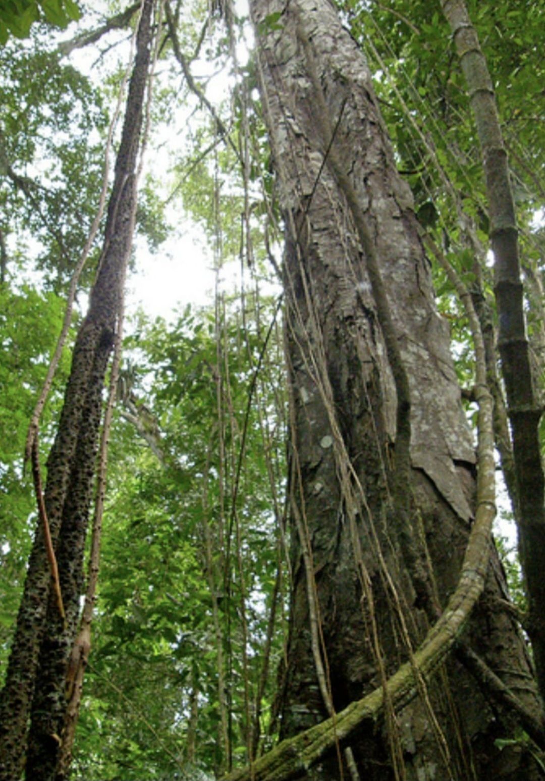 ESPECTACULAR TERRENO EN VENTA EN OCOSINGO CHIAPAS, IMPRESIONANTEMENTE TURÍSTIC. - foto 2
