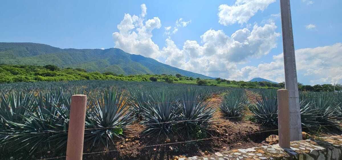 Campo de agaves
