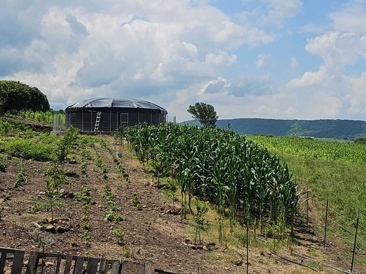 Campo de maiz
