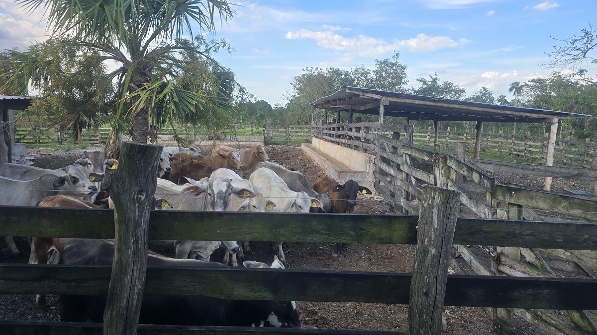 Toros en engorda