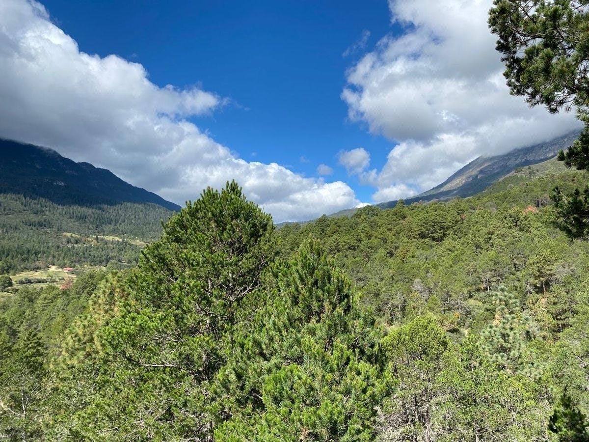 Terreno Campestre Kaelum Arteaga Coah