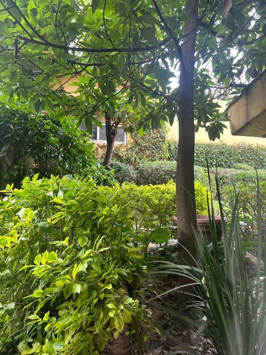 HOUSE FOR SALE IN LOMAS HIPODROMO - foto 2