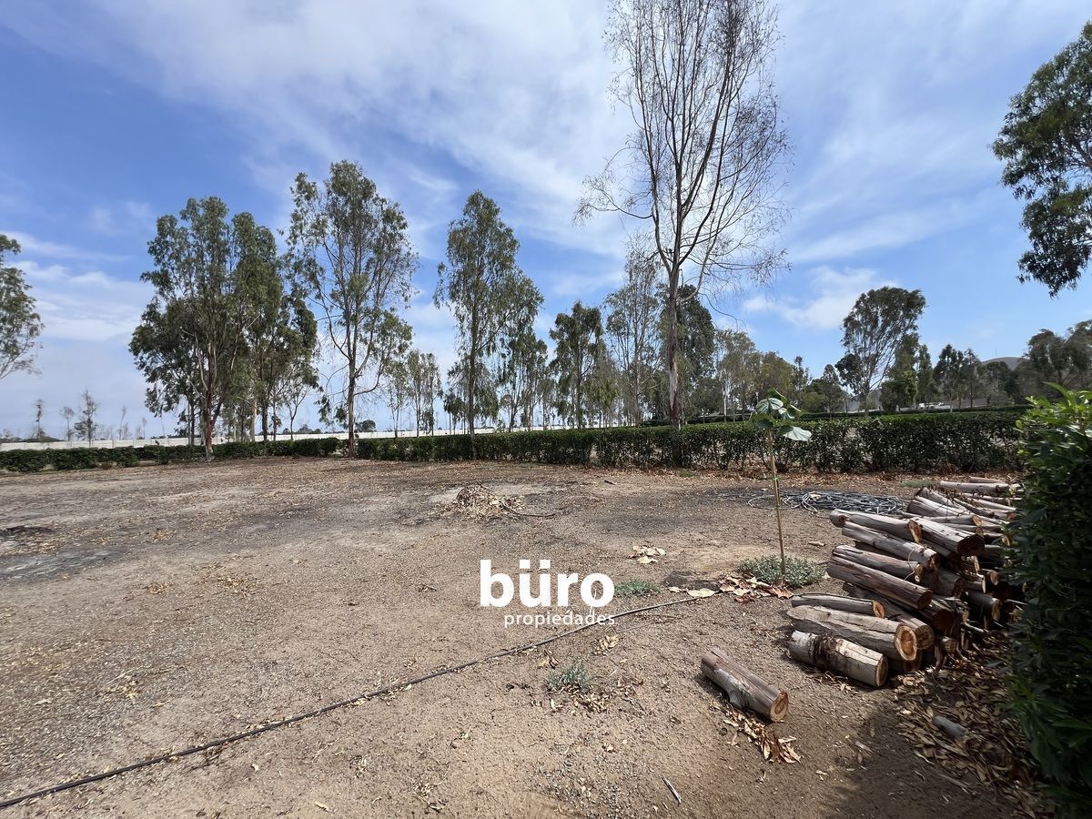 8 de 25: Lote 126