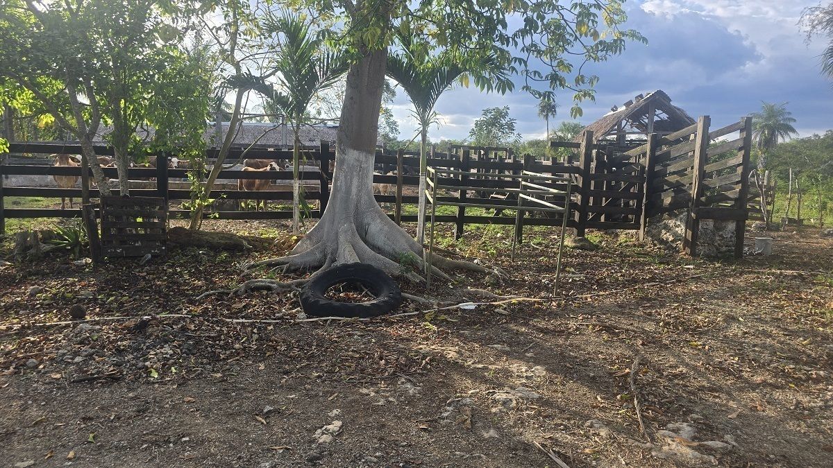 Vista parcial del corral de manejo