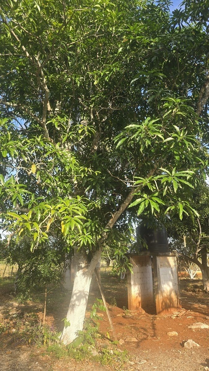 Arbol de mango en el casco del rancho
