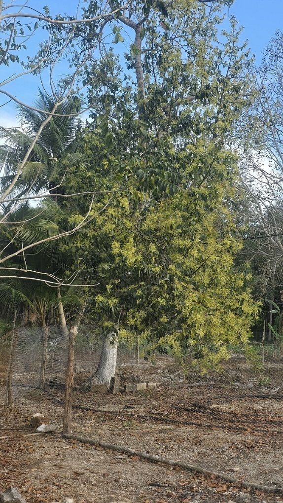 Floración de aguacate en el casco del rancho
