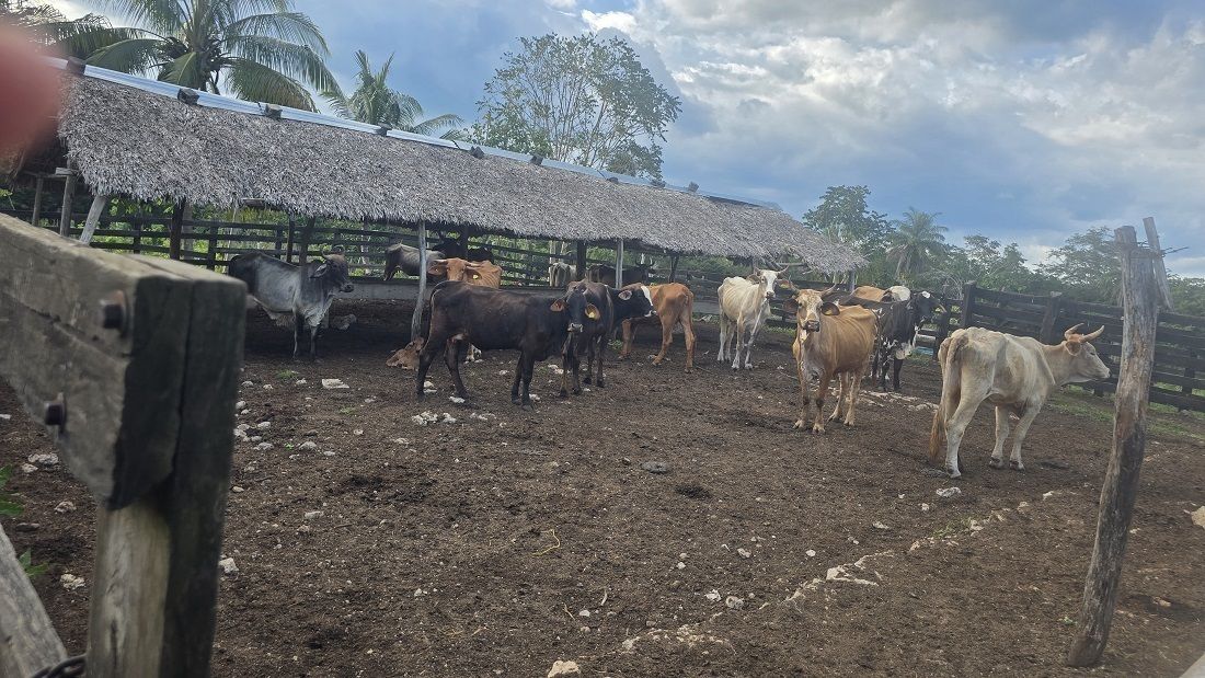 otra vista de los animales en el corral de manejo