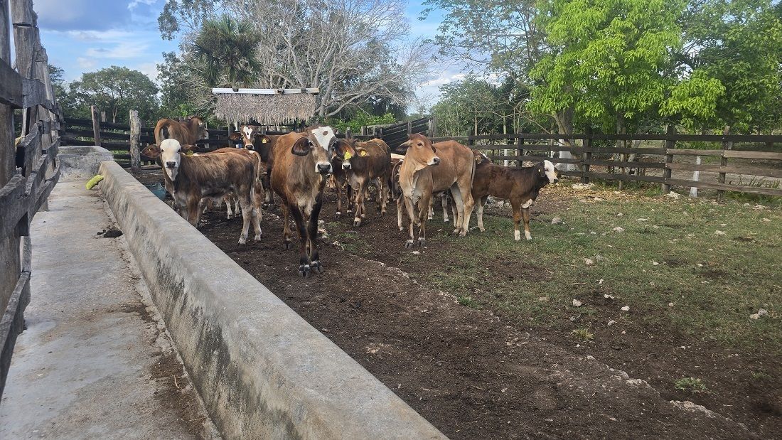 Ganado pie de cría en el Rancho