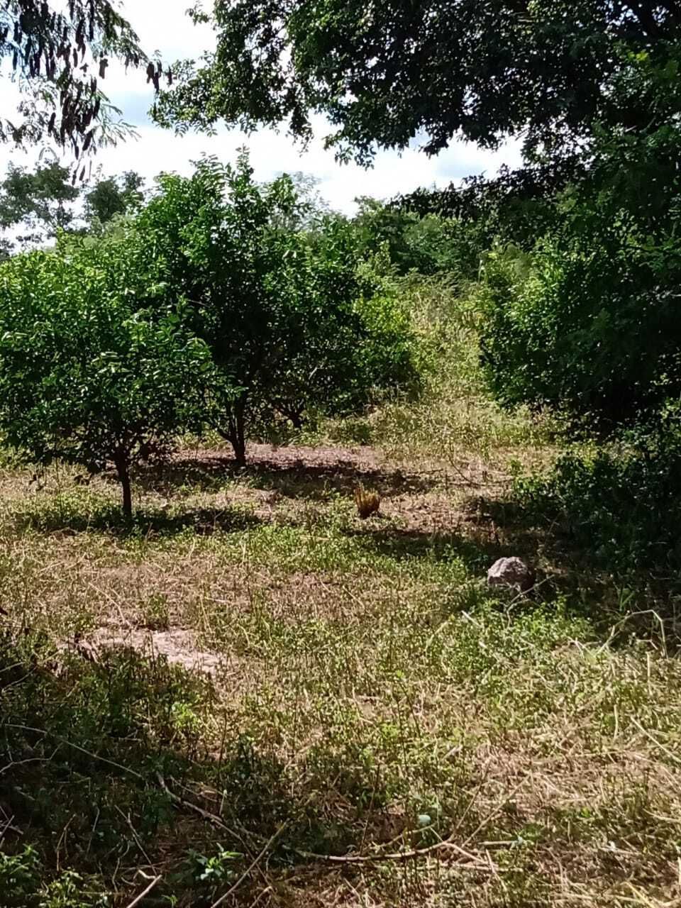 Huerta limones