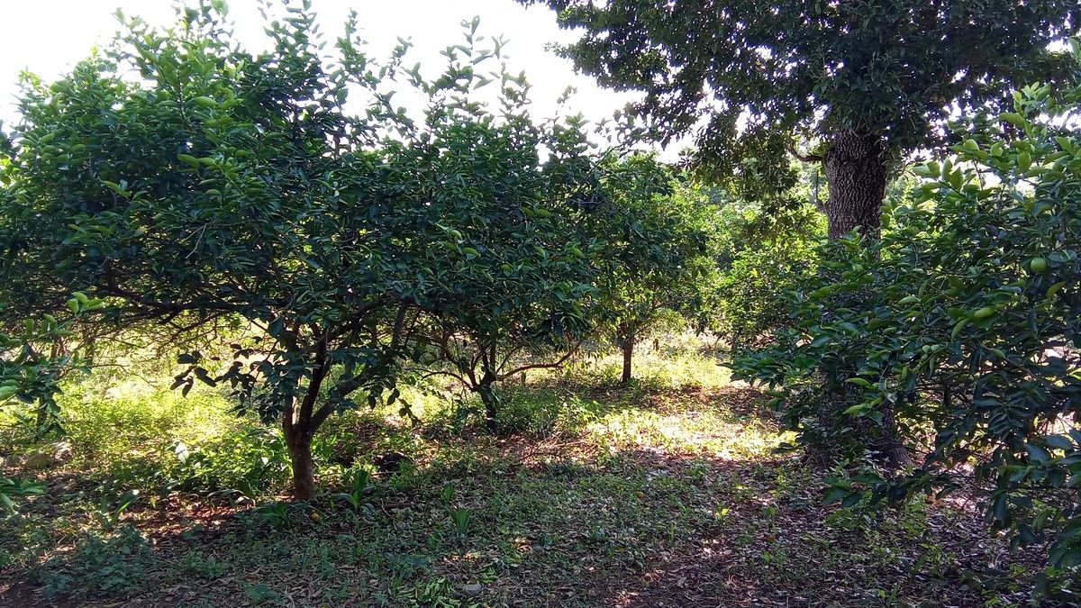 Huerto limones