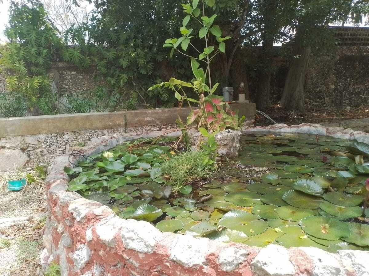 Estanque