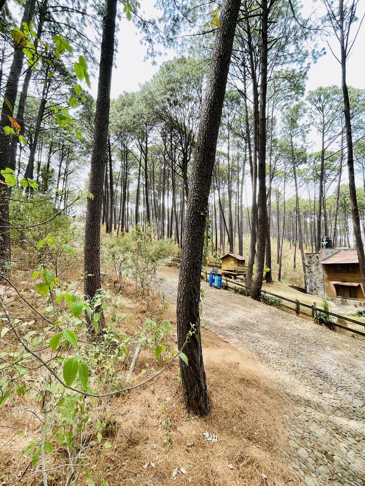 🎯 VENTA de Lote de 2,533.48 mts en Los Cazos Mazamitla - foto 4