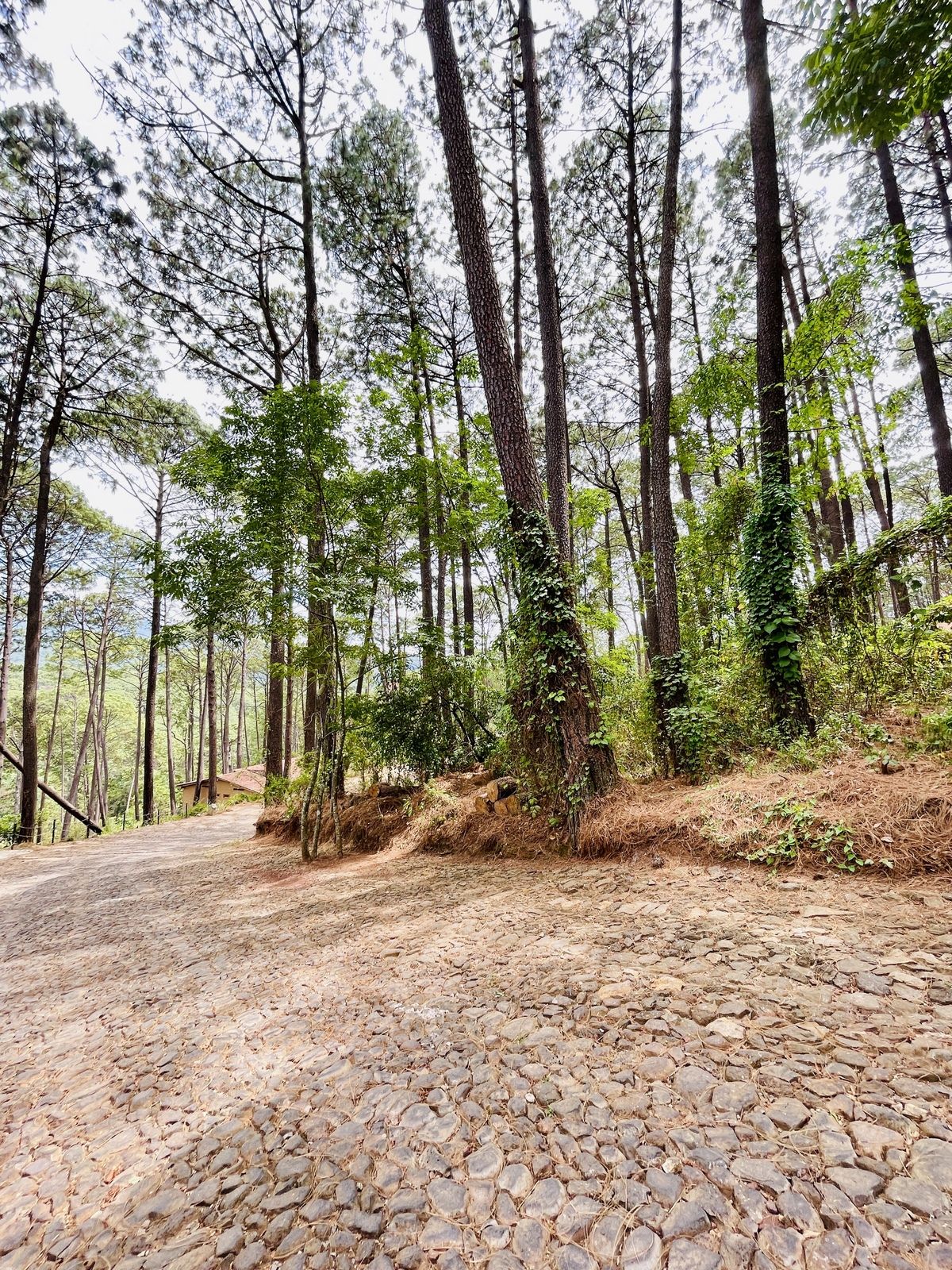🎯 VENTA de Lote de 2,533.48 mts en Los Cazos Mazamitla - foto 1