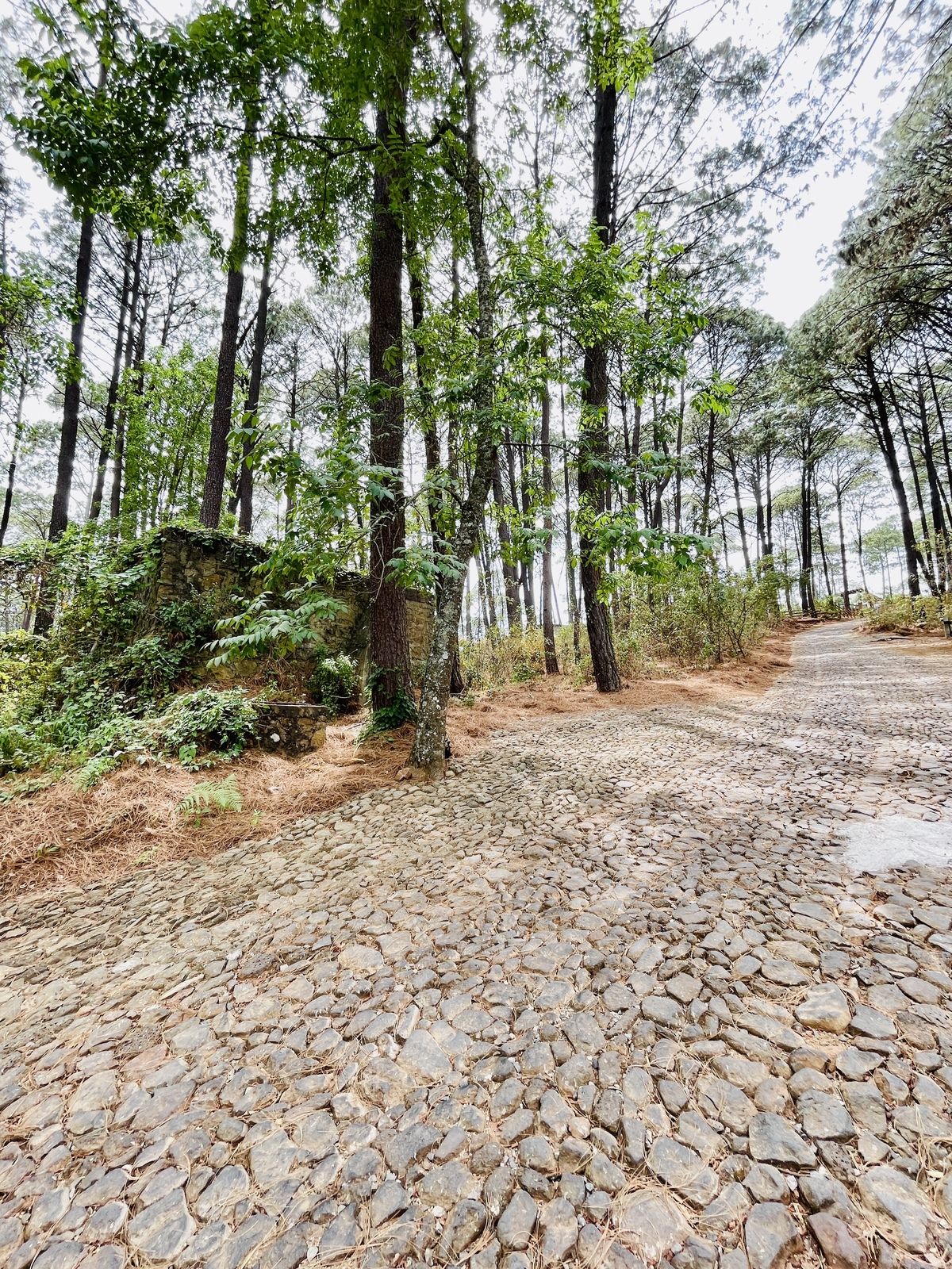 🎯 VENTA de Lote de 2,533.48 mts en Los Cazos Mazamitla - foto 2