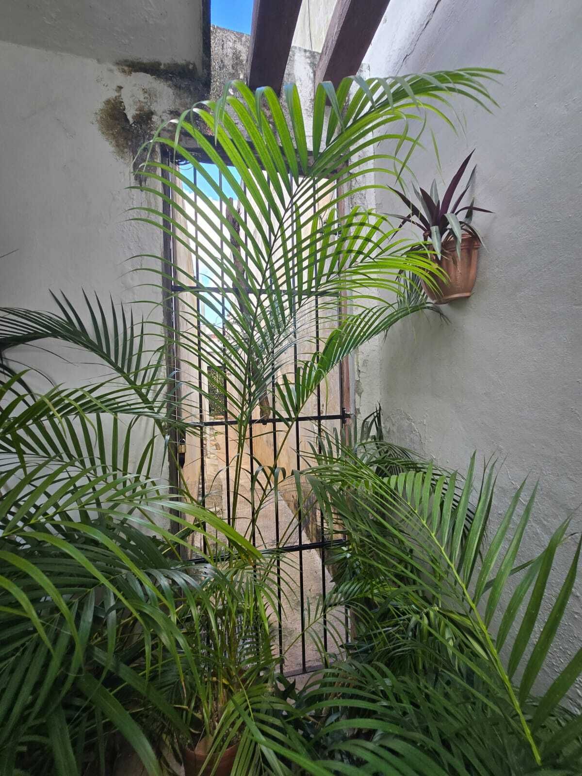 Casa en México Norte, Mérida, foto 30 de 31