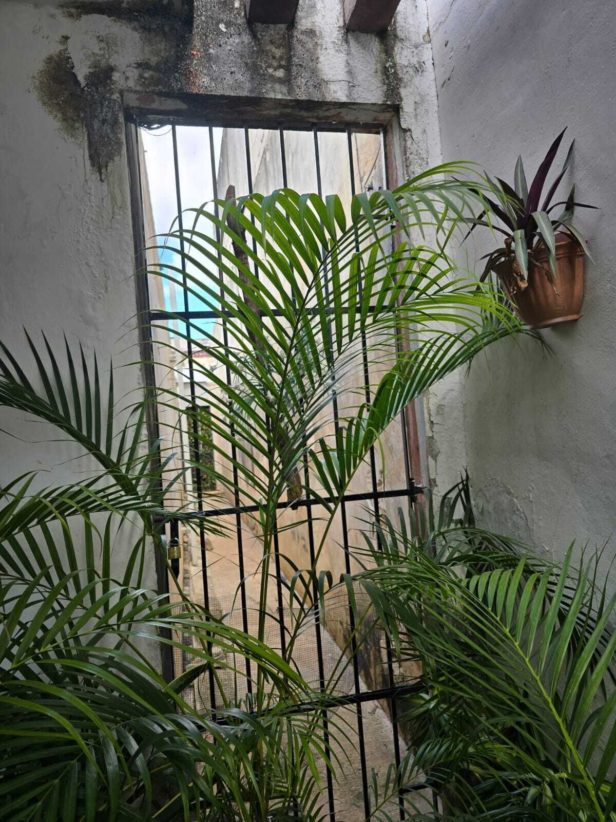 Casa en México Norte, Mérida, foto 31 de 31