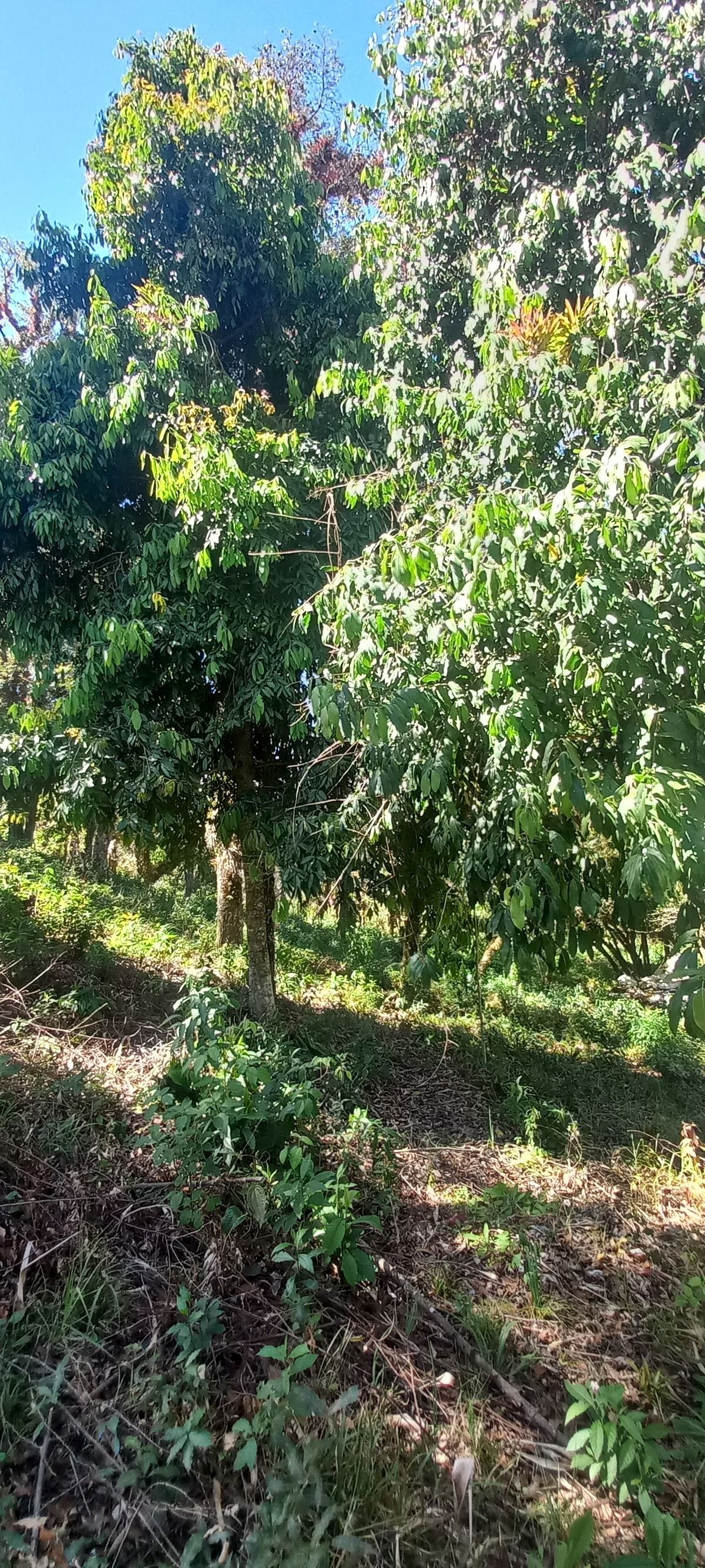 4 de 4