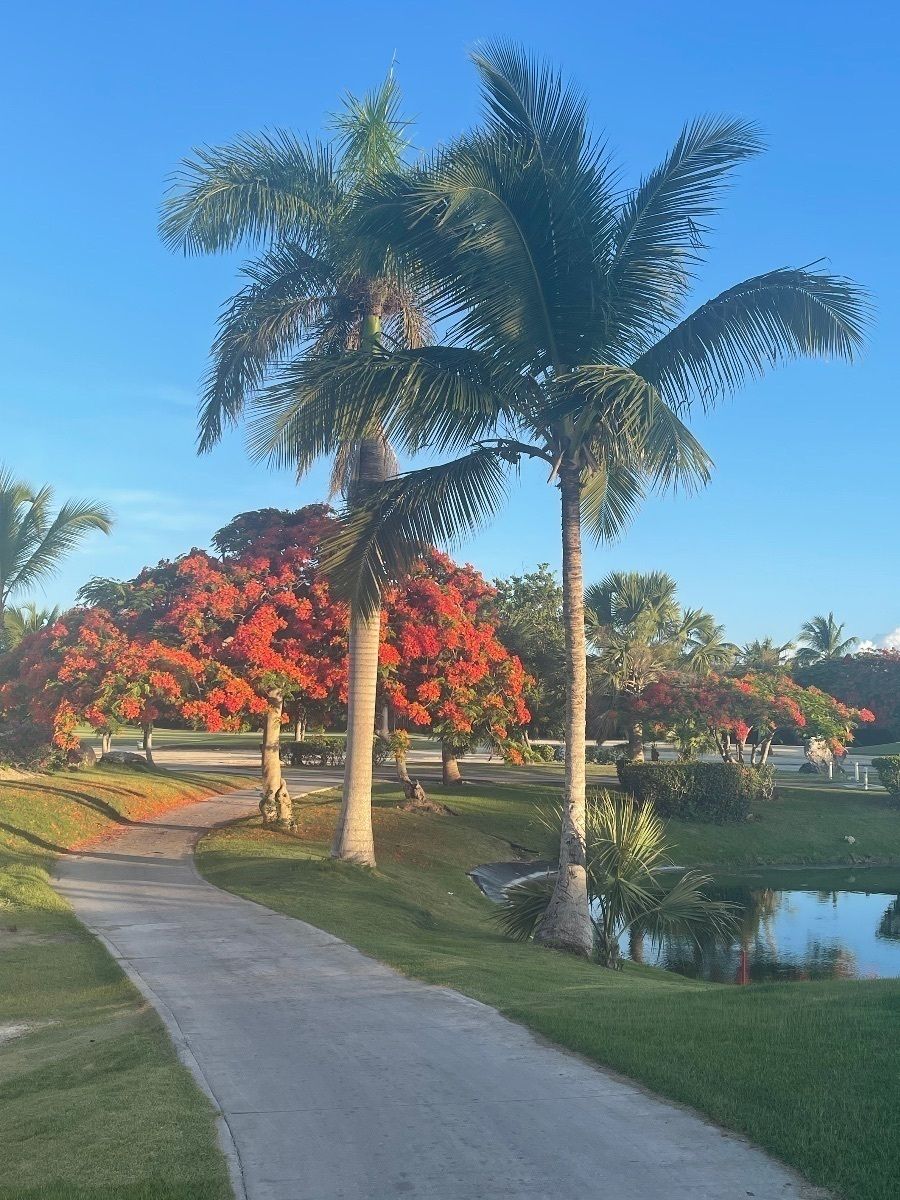 41 de 45: Vista Meliá Golf Course
