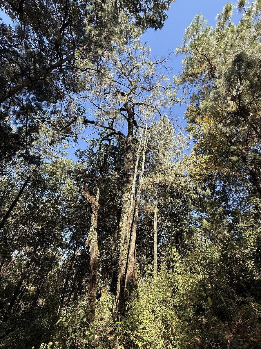 Lote em San Simón el Alto, Valle de Bravo, foto 2 de 12