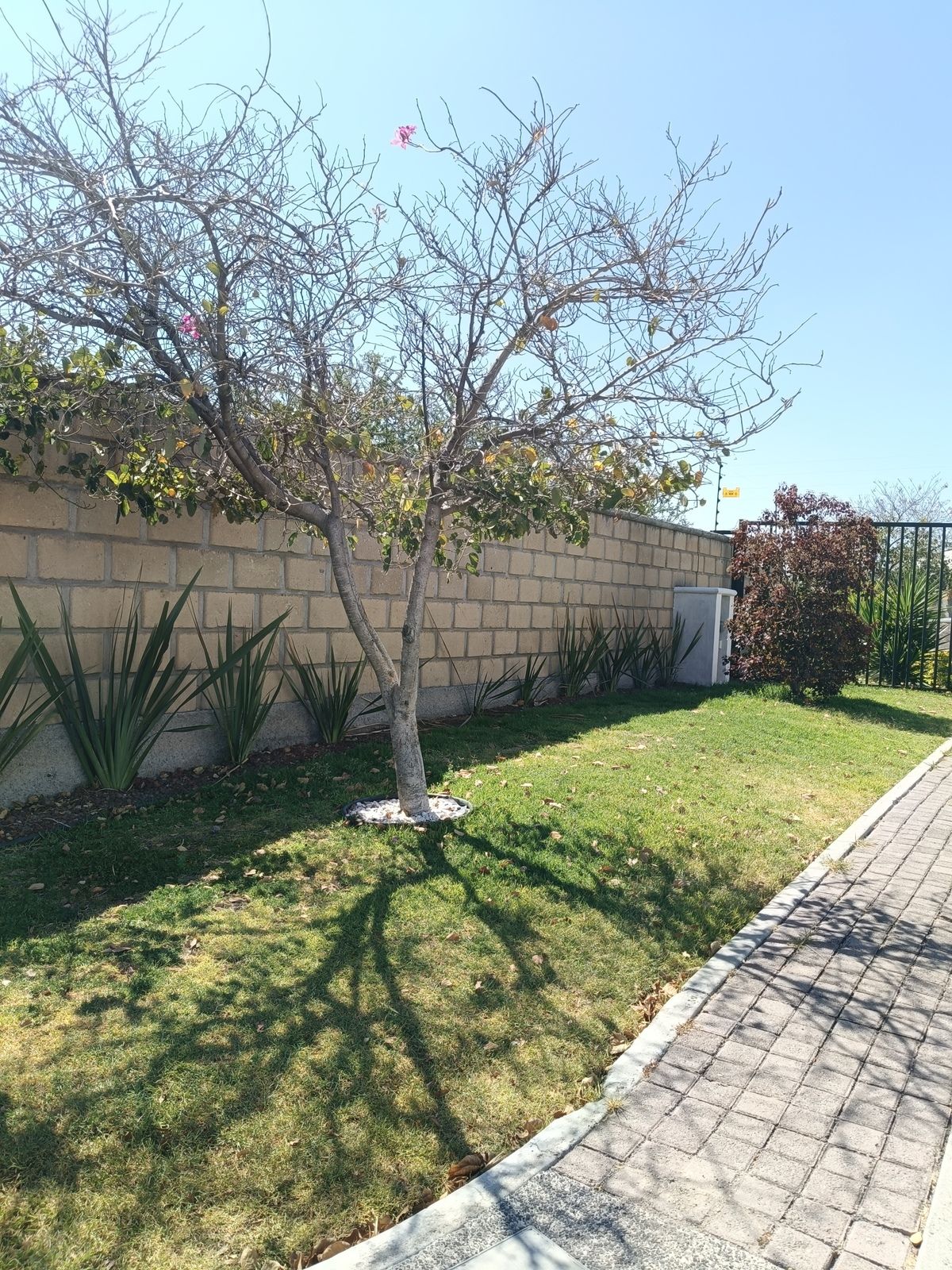 11 de 16: Jardín de entrada