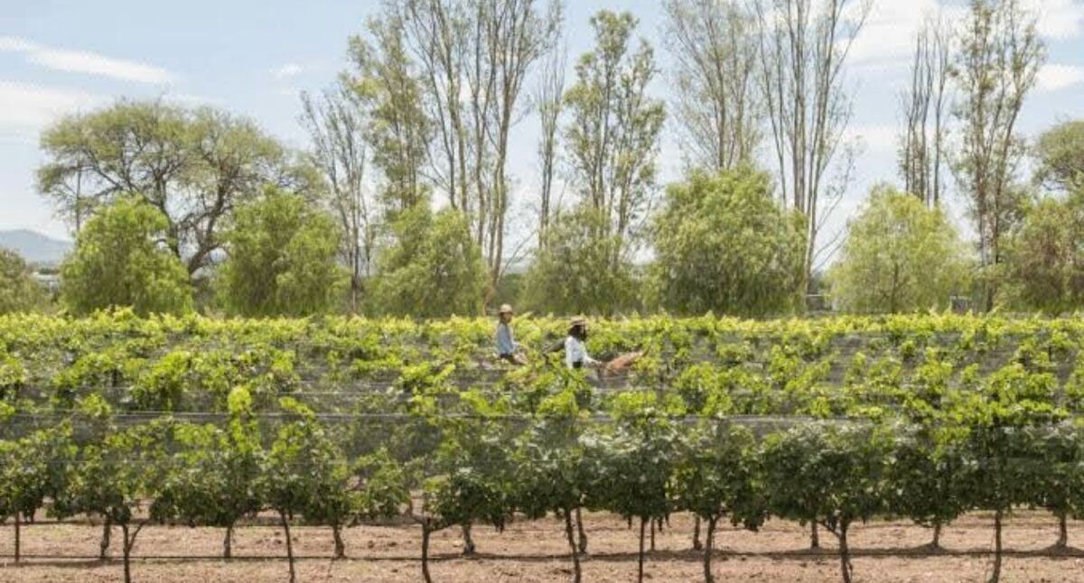 Venta de terreno en Viñedos del Polo, El Marques - foto 5