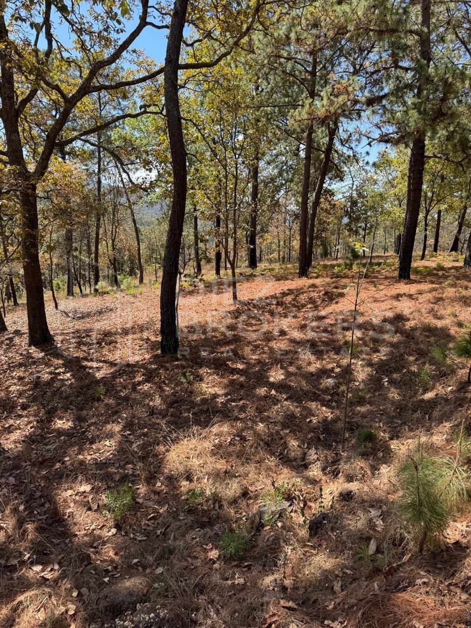 Terreno en Venta - Mazamitla, Jalisco - foto 5