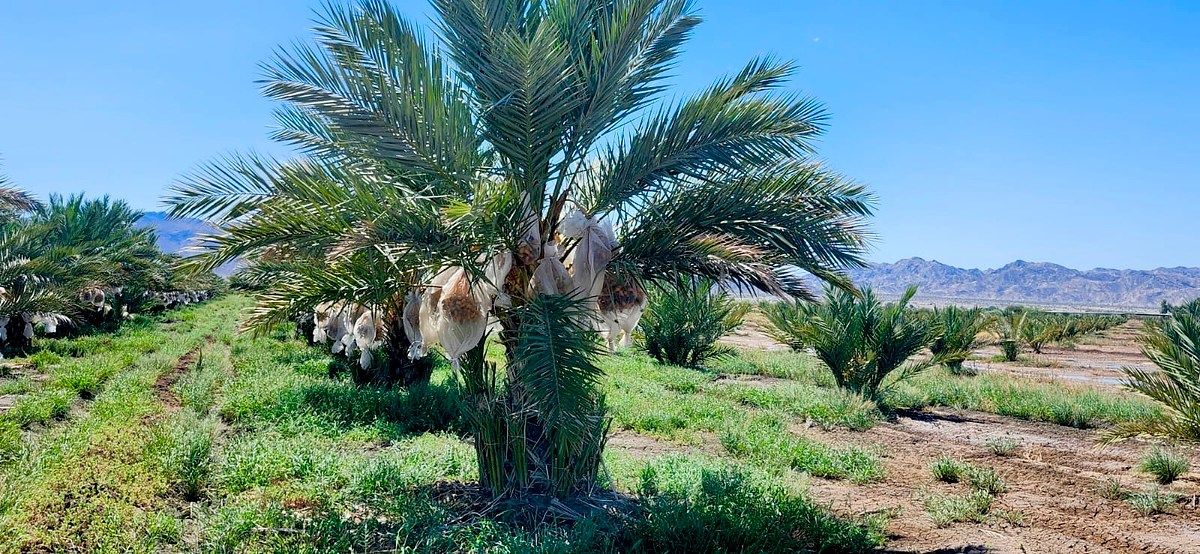 Rancho en Mexicali, Mexicali, foto 3 de 32