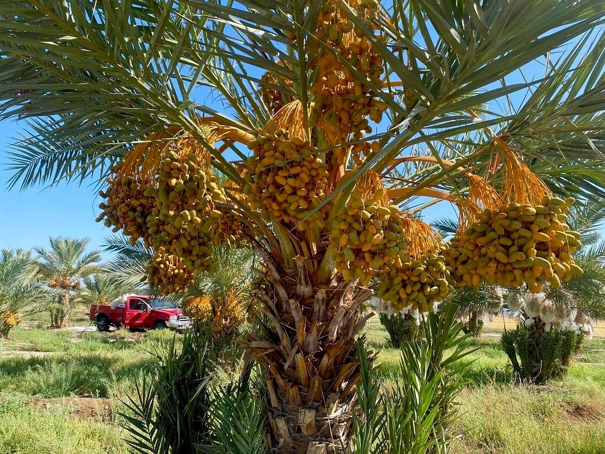 Rancho en Mexicali, Mexicali, foto 8 de 32