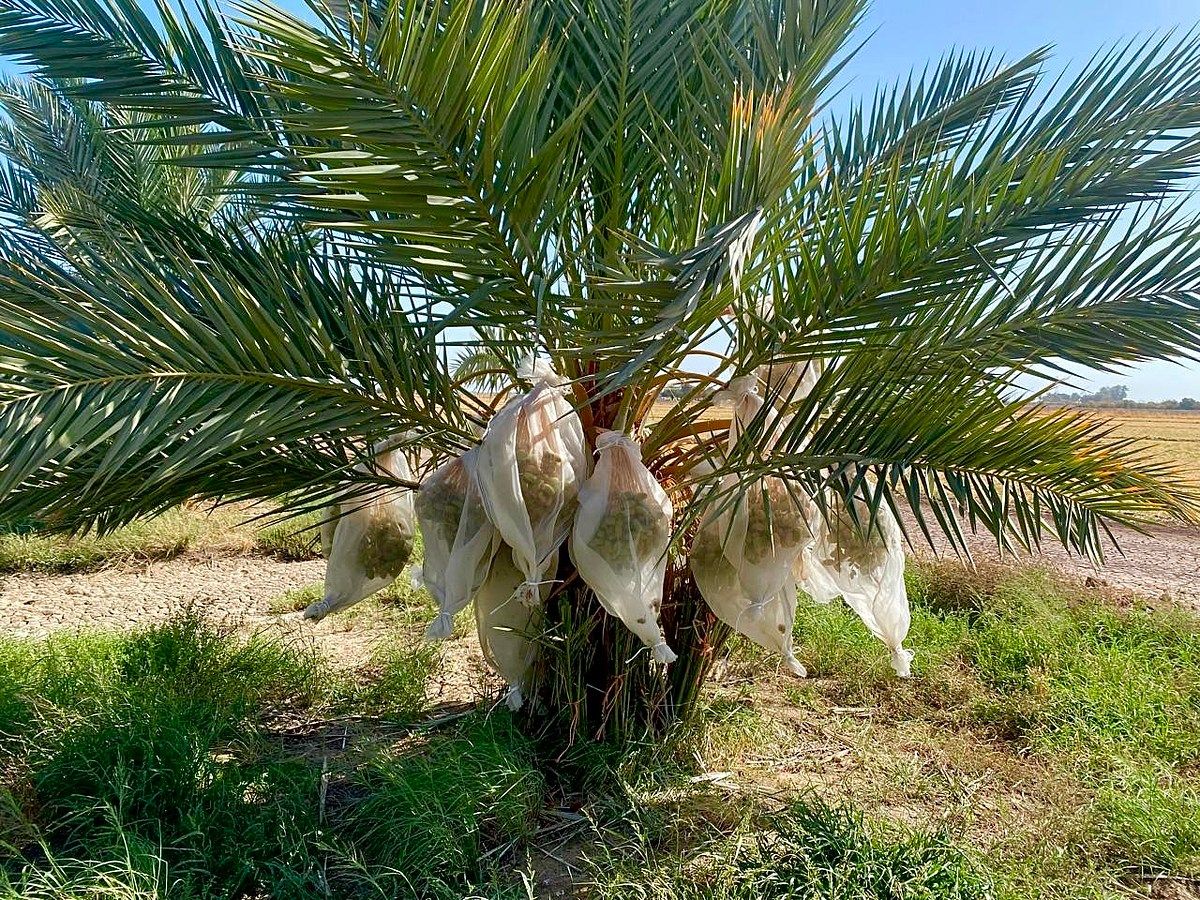 Rancho en Mexicali, Mexicali, foto 11 de 32