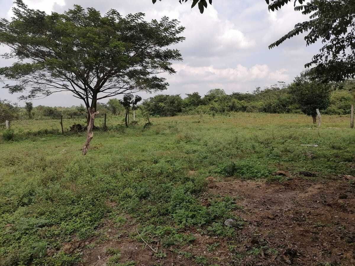 Extenso terreno de 529 HA, propiedad privada, en Campeche - foto 3
