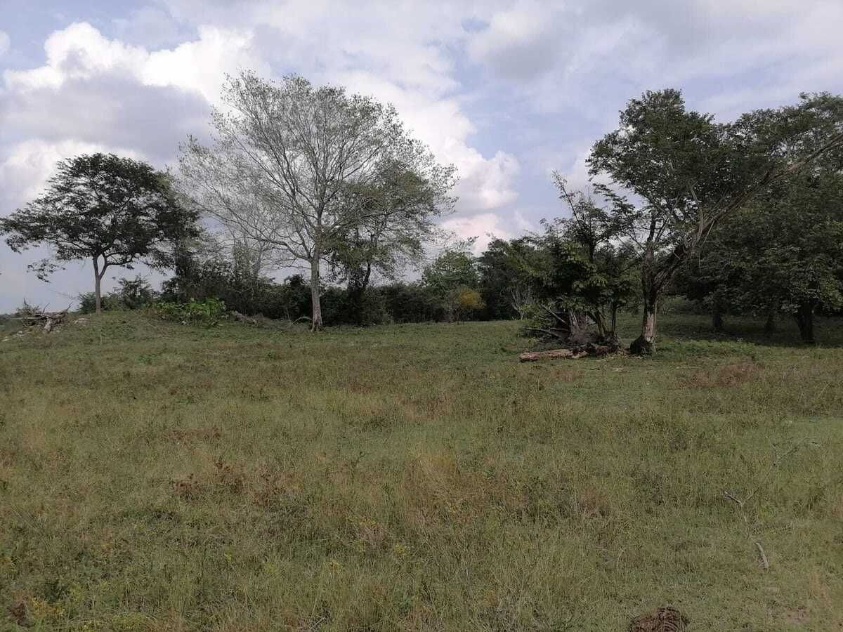 Extenso terreno de 529 HA, propiedad privada, en Campeche - foto 4
