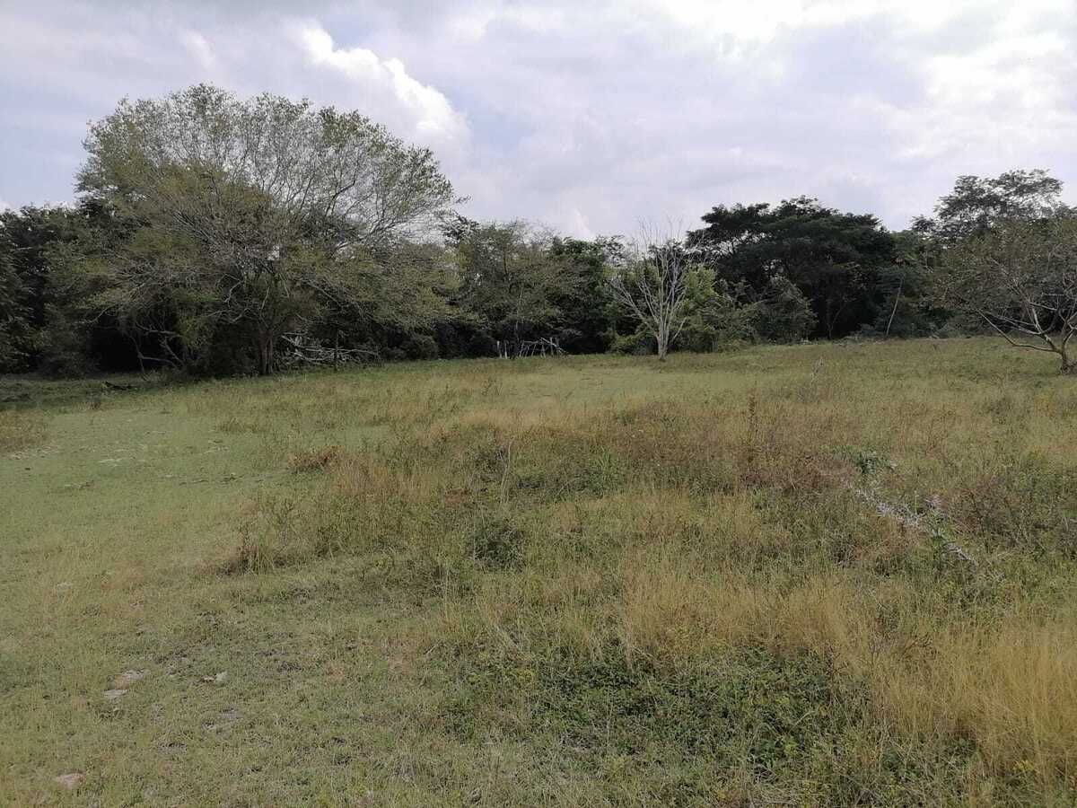 Extenso terreno de 529 HA, propiedad privada, en Campeche - foto 5