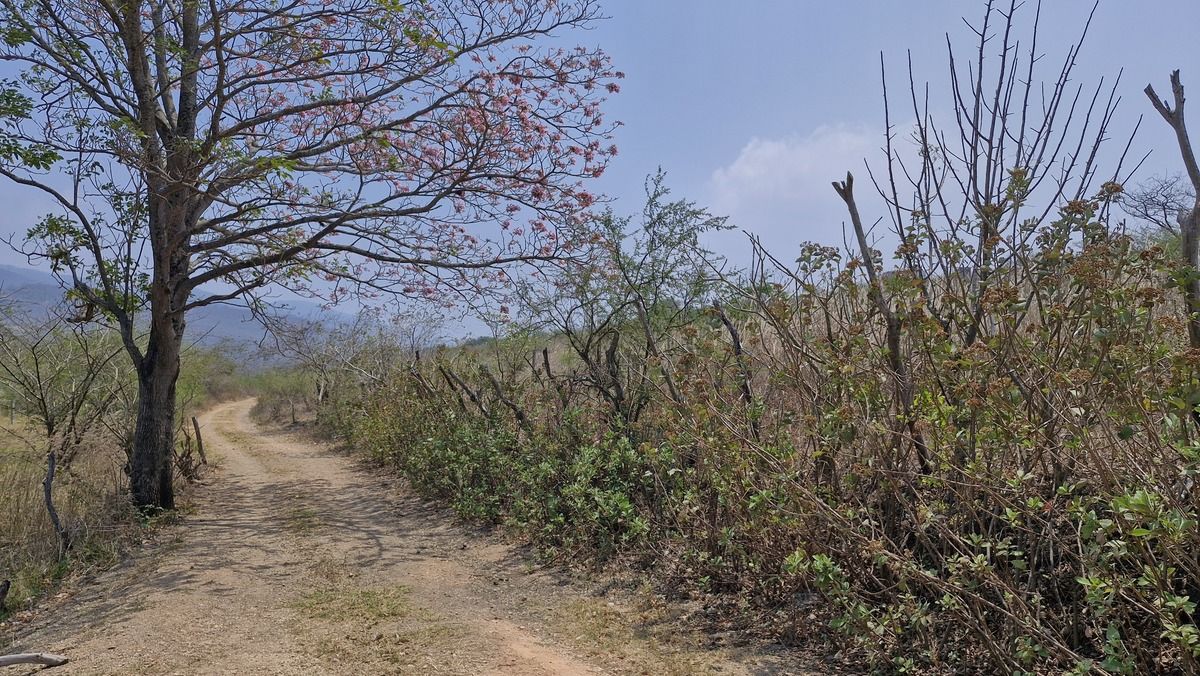 Terreno en VENTA en Berriozábal, Chiapas - foto 2