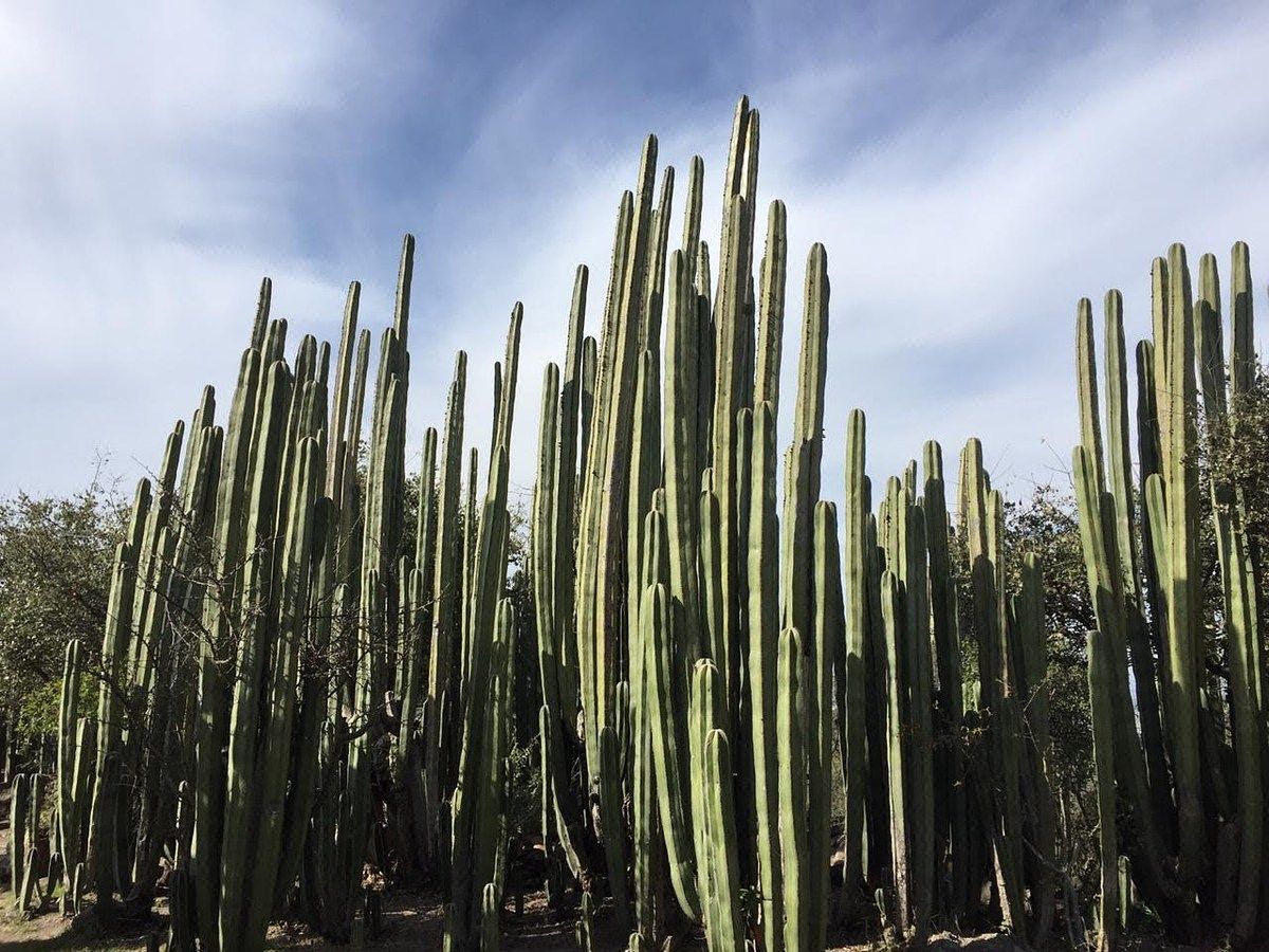 Terreno en Begoña de Progreso, San Miguel de Allende, foto 14 de 18