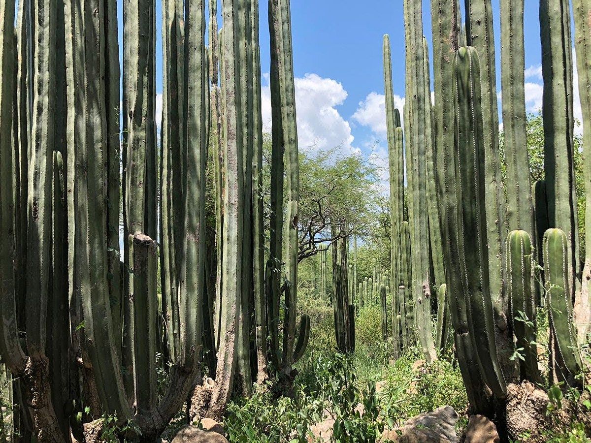 Terreno en Begoña de Progreso, San Miguel de Allende, foto 18 de 18