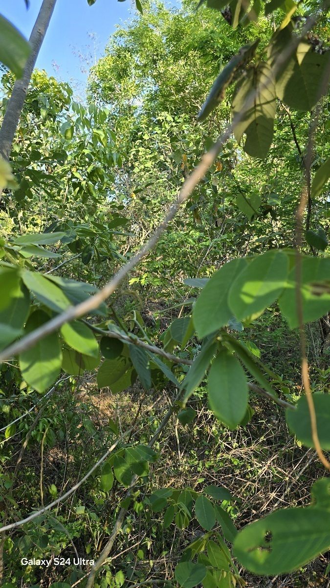 4 de 11: diversidad de arboles dentro del terreno