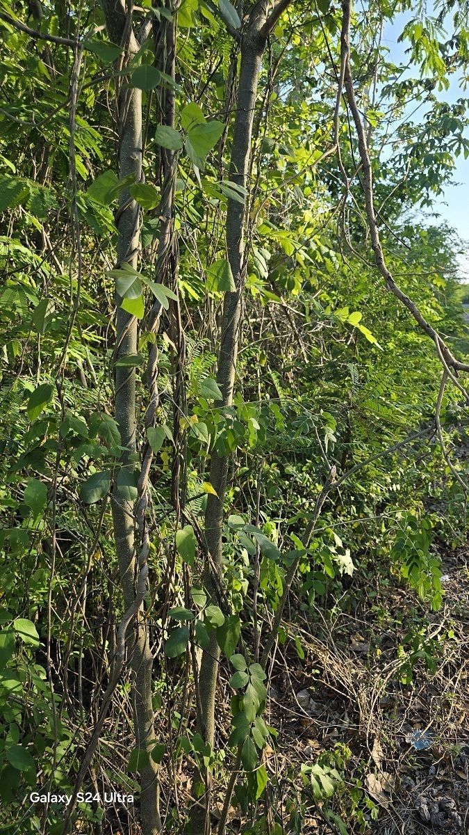 5 de 11: arboles de mediano y de altura media en el predio
