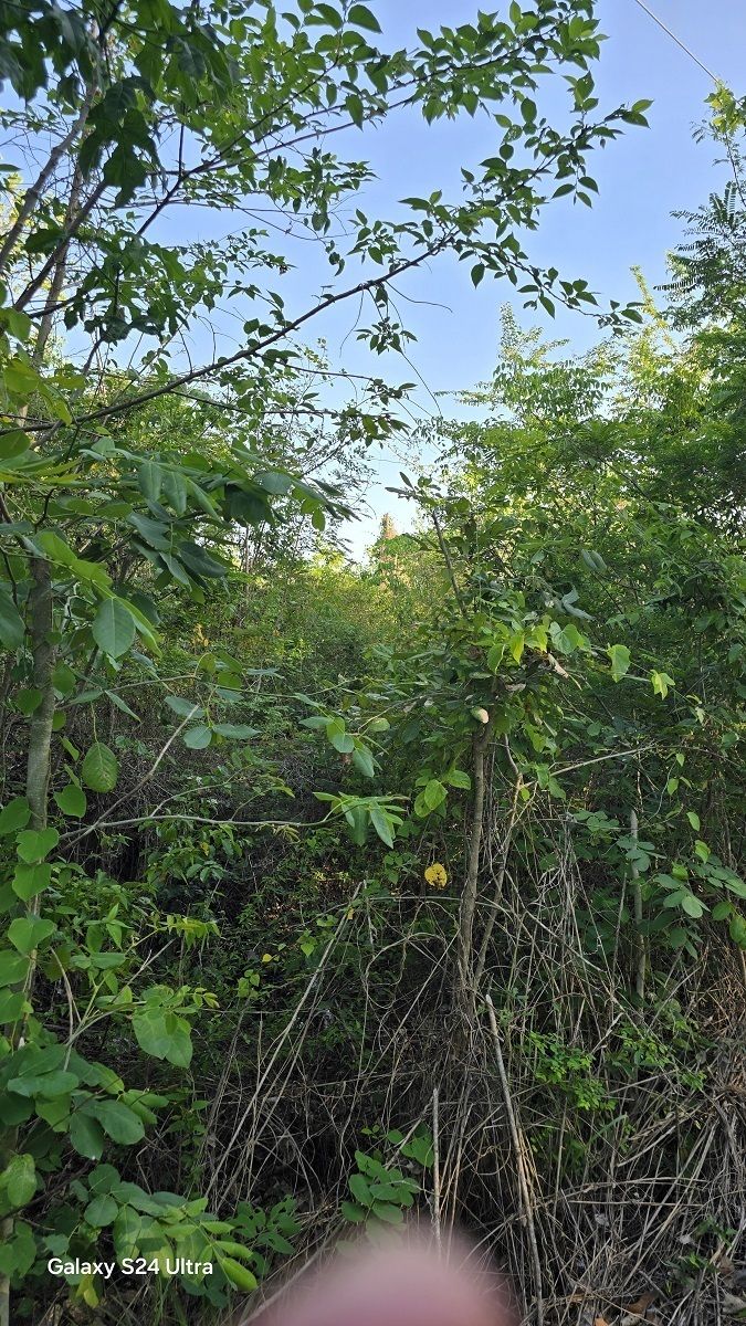 6 de 11: por todo el predio se observan arboles