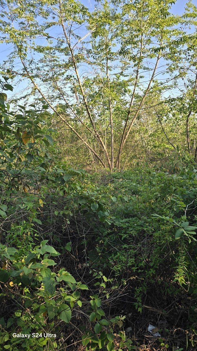 8 de 11: vegetación tupida en el terreno